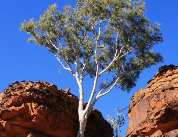 green tree on brown rock formation during daytime