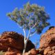 green tree on brown rock formation during daytime